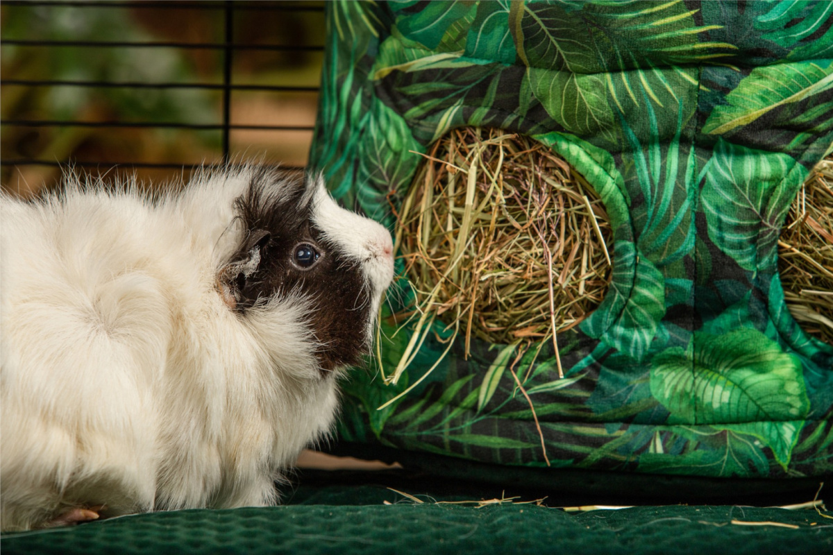 A hay rack with a flap "Paradise Garden" for rabbits, guinea pigs, chinchillas, degus