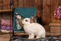 Flapper feeder for rabbits, guinea pigs, chinchillas, degus