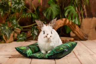 Poduszka Hot-Dog dla królików, fretek (Rajski Ogród) - akcesoria dla królika, legowisko dla królika