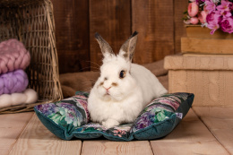 Hot-Dog pillow for rabbits, ferrets - rabbit accessories