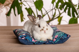 Poduszka Hot-Dog dla królików, fretek (Tropikalny Las) - akcesoria dla królika, legowisko dla królika