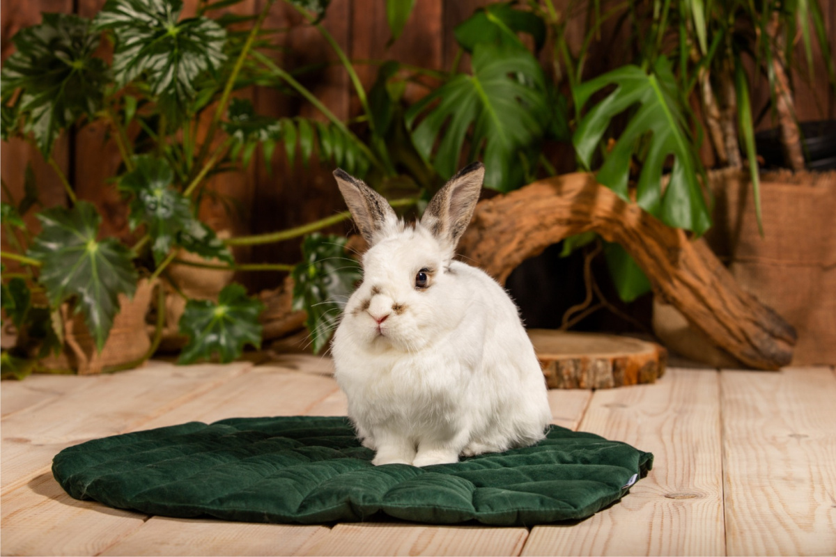 A hay rack with a flap "Paradise Garden" for rabbits, guinea pigs, chinchillas, degus A hay rack with a flap "Paradise Garden" for rabbits, guinea pigs, chinchillas, degus