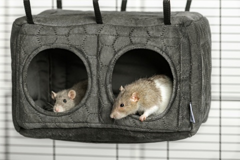 Domek dla szczura, kryjówka dla szczura
