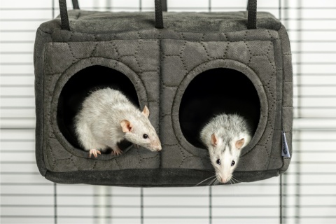 Wide house with two entrances for chinchillas, rats, degus, guinea pigs