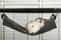Hammock for chinchilla, guinea pig, rat, degus - rodent cage accessories