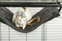 Hammock for chinchilla, guinea pig, rat, degus - rodent cage accessories