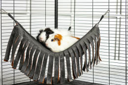 Tassel hammock for guinea pigs, chinchillas, degus, rats