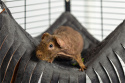Tassel hammock for guinea pigs, chinchillas, degus, rats