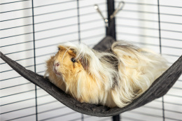 Triangle hammock for guinea pigs, rats, chinchillas, degus