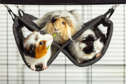 Hammock with cellar, tunnels for guinea pigs, chinchillas, degus, rats