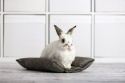 Poduszka Hot-Dog dla królików, fretek (Pet Friendly) - akcesoria dla królika, legowisko dla królika