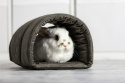 Semi-circular tunnel for guinea pigs, chinchillas, pygmy hedgehogs, rabbits