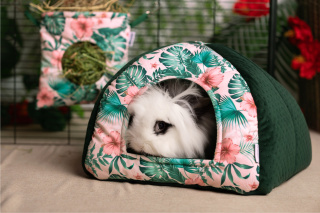 House for rabbits, ferrets, guinea pigs, pygmy hedgehogs, chinchillas