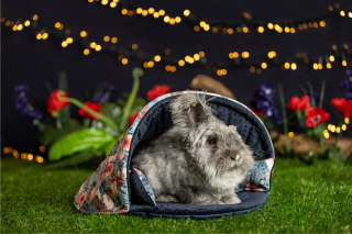 Shell bed for rabbits, guinea pigs, pygmy hedgehogs