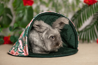 Shell bed for rabbits, guinea pigs, pygmy hedgehogs