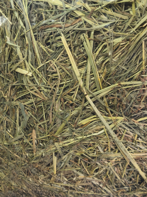 Samfarm SAMOSIANKO 1kg sianko dla królików i gryzoni Samfarm SAMOSIANKO 1kg sianko dla królików i gryzoni