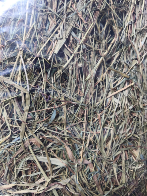 Tivo Luxury Hay Clover 650g - hay for rabbit, guinea pig, chinchilla Tivo Luxury Hay Clover 650g - hay for rabbit, guinea pig, chinchilla