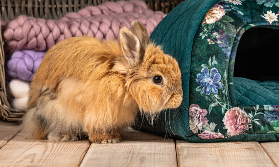 Bałuchy, omyk i słuchy - czyli jak króliki ukrywają choroby. Najczęstsze królicze dolegliwości.