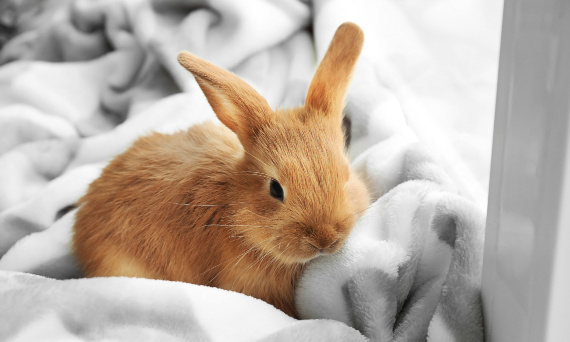 Błędy żywieniowe królików - tym lepiej NIE karm swojego zwierzaka