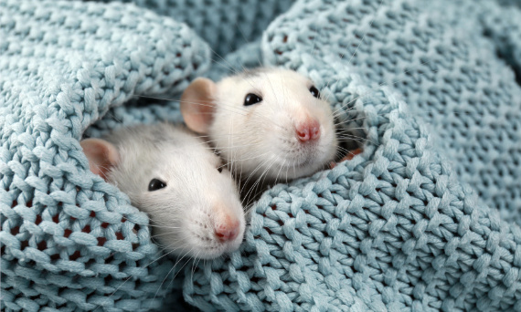 Czym karmić szczury, żeby zadbać o ich zdrowie i… kubki smakowe?
