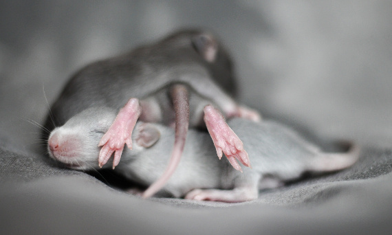 Mój szczur jest w ciąży! Szczurza kinderniespodzianka - jak sobie z tym poradzić?