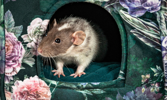 Poznaj najczęstszą chorobę szczurów - CRD - czyli mykoplazmoza u szczurów