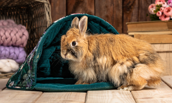Profilaktyka w zdrowiu zajęczaków - czyli co trzeba wiedzieć przed adopcją królika