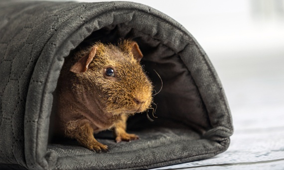 Amputacja kończyny u świnki morskiej - zdanie weterynarza