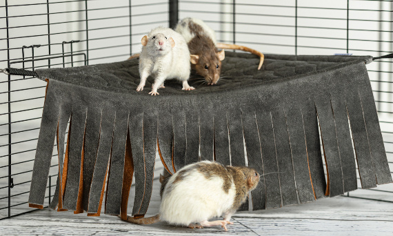 Czego uczymy się od zwierząt? - Eksperymenty behawioralne prowadzone na szczurach.