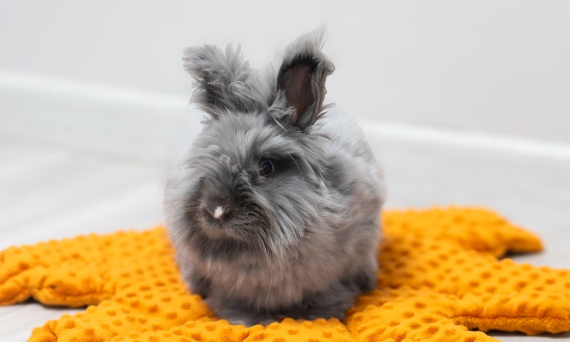 Zapalenie ucha u królika