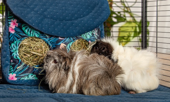 Choroby serca u kawii domowej